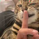 拜