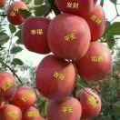 邓燕