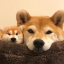 gjzgjz的头像