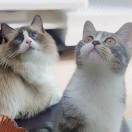 用户29752090的头像-博士钣金 - www.bsbanjin.com