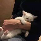 马先生