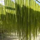 润土_贡菜季18313194536