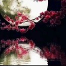 蝶舞花落泪的头像