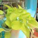 太上老君的头像 