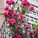 ぺこ 吥洅ㄨ错过ㄩ