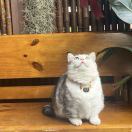 一伊