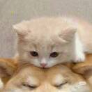 头像
