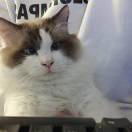 大黄的头像-cg男孩