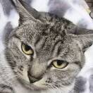 小猪