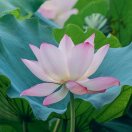 jixiangyi的头像-易得函