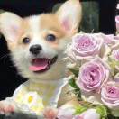 锵锵的头像-梦马考研