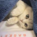 靓靓