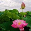 rejoice