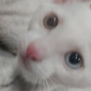 黄义铭