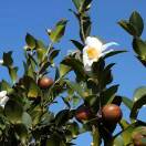 Sprout的头像-音创社AI SonoCraft丨科技改变未来