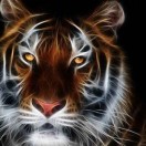 ꧁꫞꯭💗四季红鲜果批发💗꫞