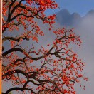红藤的头像-博士钣金 - www.bsbanjin.com