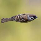 Цзинь Миан ⁶ᴳ