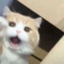 u客直谈实名认证张舒祺