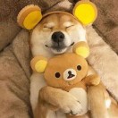 qingsui's Avatar
