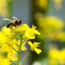 蜂飞飞 和蜂生物采购