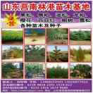 林港苗木合作社13468210101