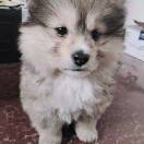 u客直谈实名认证张云芝