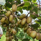 猕猴桃产地直销