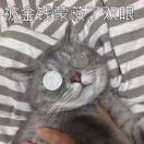 杜光磊