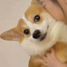 少年与猫ᥬ [旺柴]᭄