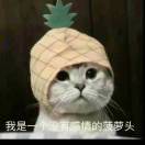 合纵连横