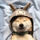 周燕