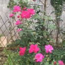 黄 小玲