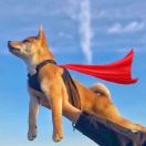 用户42856987的头像-小狐狸资源网-