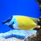 高本龙的头像-博士钣金 - www.bsbanjin.com