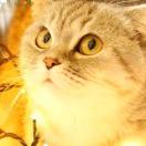 C'ᴇsᴛ ʟᴀ ᴠɪᴇ .的头像-茶馆网