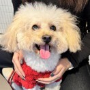 糖果の罐子