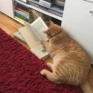 室内绿植完整手册