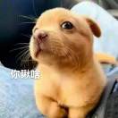 ChengGe