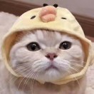 软件工程师