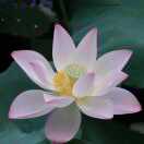 花开富贵的头像-拟人圈