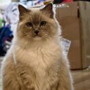 奔跑中的丽丽张