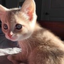 杏花疏影的钢琴谱