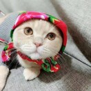 赵静