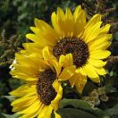 浅默&夏秋的头像 