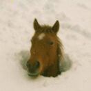 Papaverradicatum的头像-熵减岛