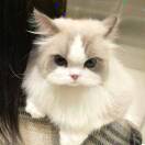 宝宝巴士的头像 