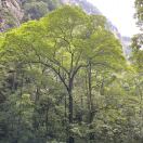 兰卡斯特-秀琴曲谱网