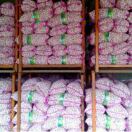 中牟韩寺早熟蒜业李建13298133999