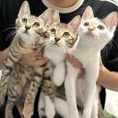 灰太狼的头像-博士钣金 - www.bsbanjin.com